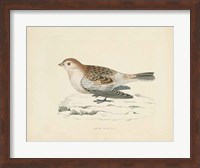 Snow Bunting Print Fine Art Print