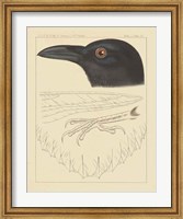 Bird Prints II Fine Art Print