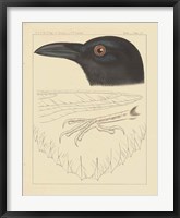 Bird Prints II Framed Print