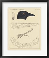 Bird Prints I Fine Art Print