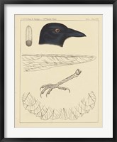 Bird Prints I Framed Print