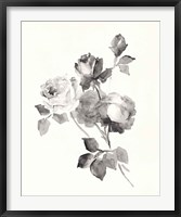Rose Blossoms Gray Fine Art Print