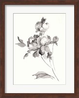 Peony Blossoms Gray Fine Art Print