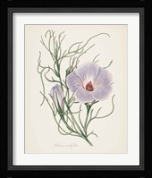 Antique Botanical XXX Cream Framed Print