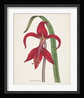 Antique Botanical XIV Cream Framed Print