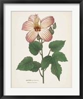 Antique Botanical XXVII Cream Fine Art Print