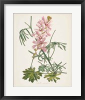 Antique Botanical LVII Cream Fine Art Print