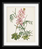 Antique Botanical LVII Cream Framed Print