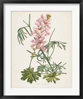 Antique Botanical LVII Cream Framed Print