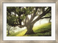 King of the Forest Fine Art Print