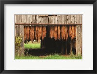 Tobacco Barn Fine Art Print