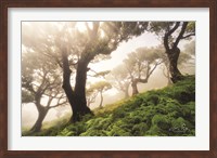 Just Some Trees on a Hill Fine Art Print