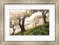 Just Some Trees on a Hill Fine Art Print