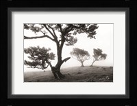 Creatures Fine Art Print