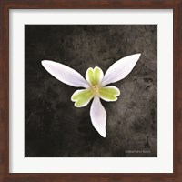 Contemporary Floral Trillium Fine Art Print