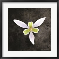 Contemporary Floral Trillium Fine Art Print