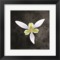 Contemporary Floral Trillium Fine Art Print