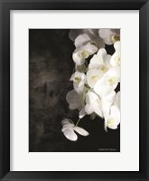 Contemporary White Orchids Fine Art Print