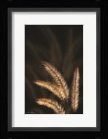 Golden Grass I Framed Print