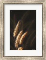 Golden Grass III Fine Art Print