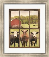 Three Moo View Fine Art Print