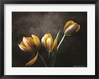 Contemporary Floral Tulips Fine Art Print