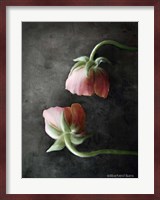 Contemporary Floral Pink Ranunculus Fine Art Print