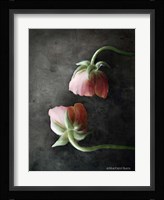 Contemporary Floral Pink Ranunculus Fine Art Print