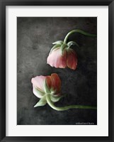 Contemporary Floral Pink Ranunculus Fine Art Print