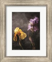 Contemporize Floral Iris Fine Art Print