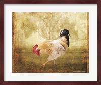 Vintage Scratching Rooster Fine Art Print