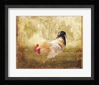 Vintage Scratching Rooster Fine Art Print