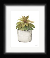 Mixed Greens Succulent III Framed Print