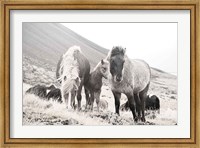 Horses of Hofn I BW Fine Art Print