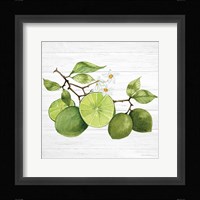 Citrus Garden VII Shiplap Fine Art Print