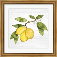 Citrus Garden I Shiplap Fine Art Print
