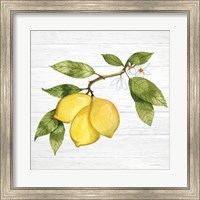 Citrus Garden I Shiplap Fine Art Print