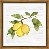 Citrus Garden I Shiplap Fine Art Print