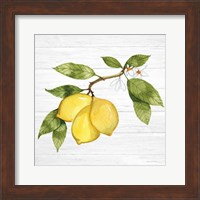 Citrus Garden I Shiplap Fine Art Print