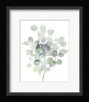 Eucalyptus III Cool Framed Print