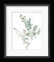 Eucalyptus II Cool Framed Print