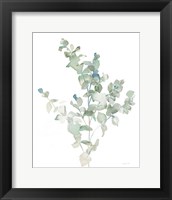 Eucalyptus II Cool Framed Print