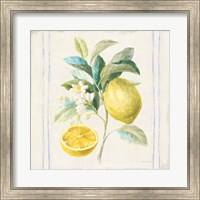 Floursack Lemons IV Sq Navy Fine Art Print