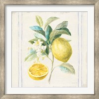 Floursack Lemons IV Sq Navy Fine Art Print