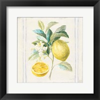 Floursack Lemons IV Sq Navy Framed Print