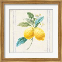 Floursack Lemons III Sq Navy Fine Art Print