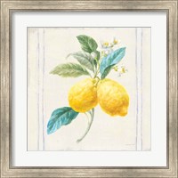 Floursack Lemons III Sq Navy Fine Art Print