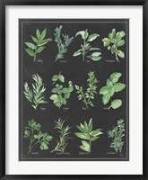Herb Chart on Black White Border Fine Art Print