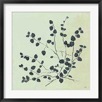 Botanical Study VII Sage Framed Print