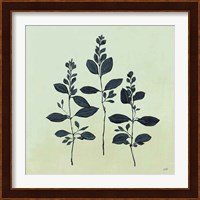 Botanical Study IV Sage Fine Art Print